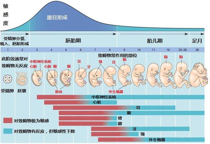 试管婴儿需要经过哪些阶段-试管婴儿:从胚胎培育到成功妊娠,需要经过哪些阶段?