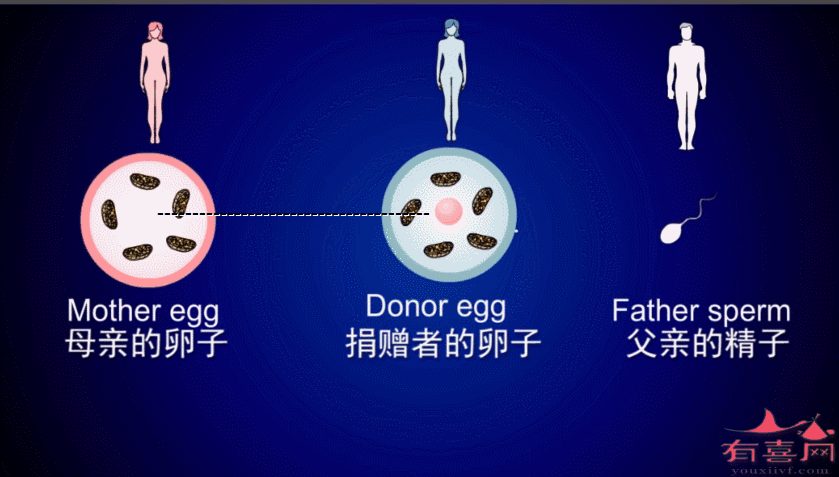 试管婴儿供卵_试管婴儿供卵:解读供卵过程及相关问题